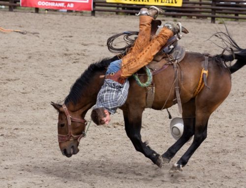 Western Wheel named top newspaper in Canada again
