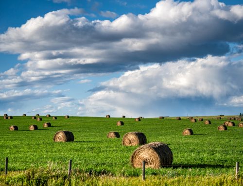 Digital Marketing for Agricultural Suppliers: Reaching Modern Farm Operators and Building Trust in Rural Markets